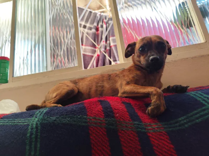 Cachorro raça SRD-ViraLata idade 2 a 6 meses nome Sol