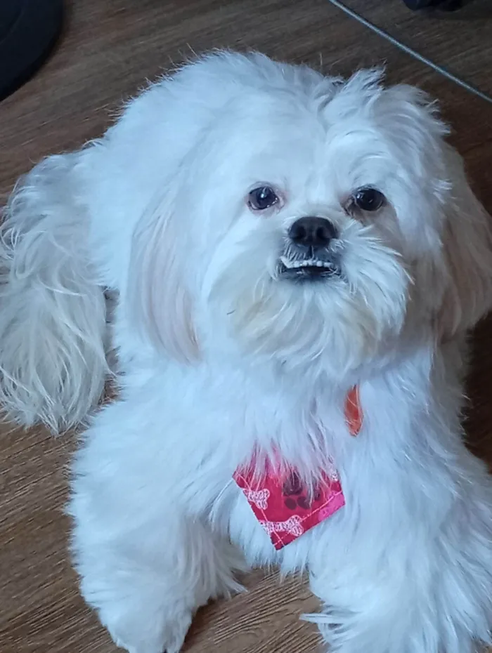 Cachorro raça Shitzu idade 3 anos nome Snow 