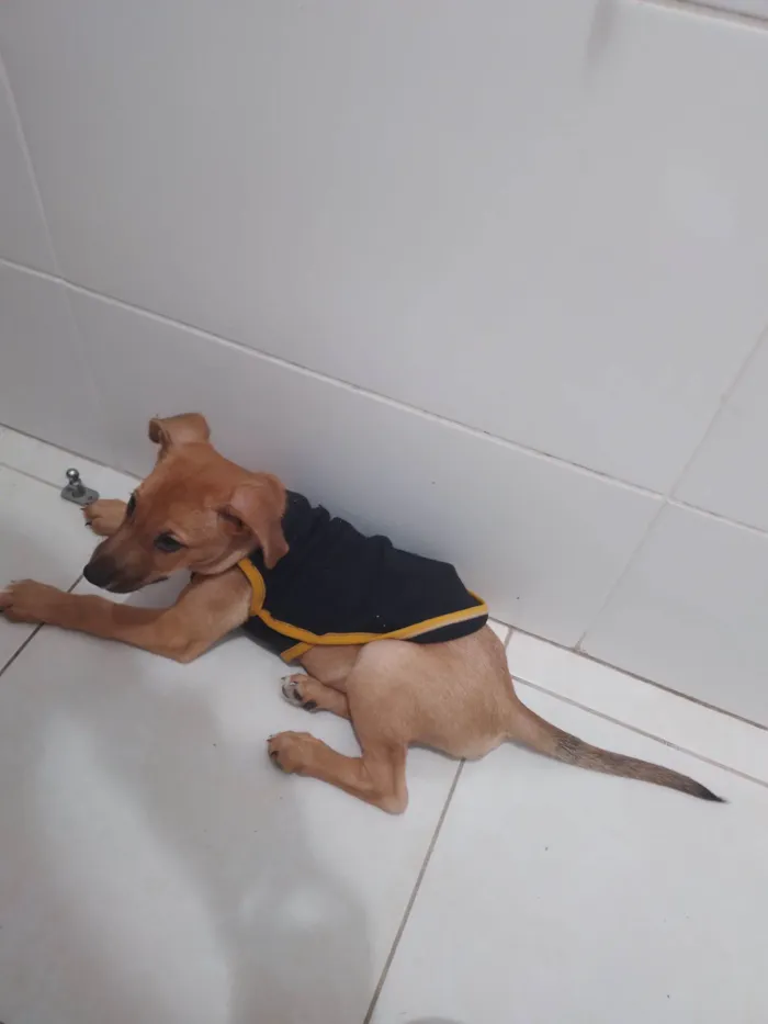 Cachorro raça SRD-ViraLata idade 2 a 6 meses nome Amabile Moreira