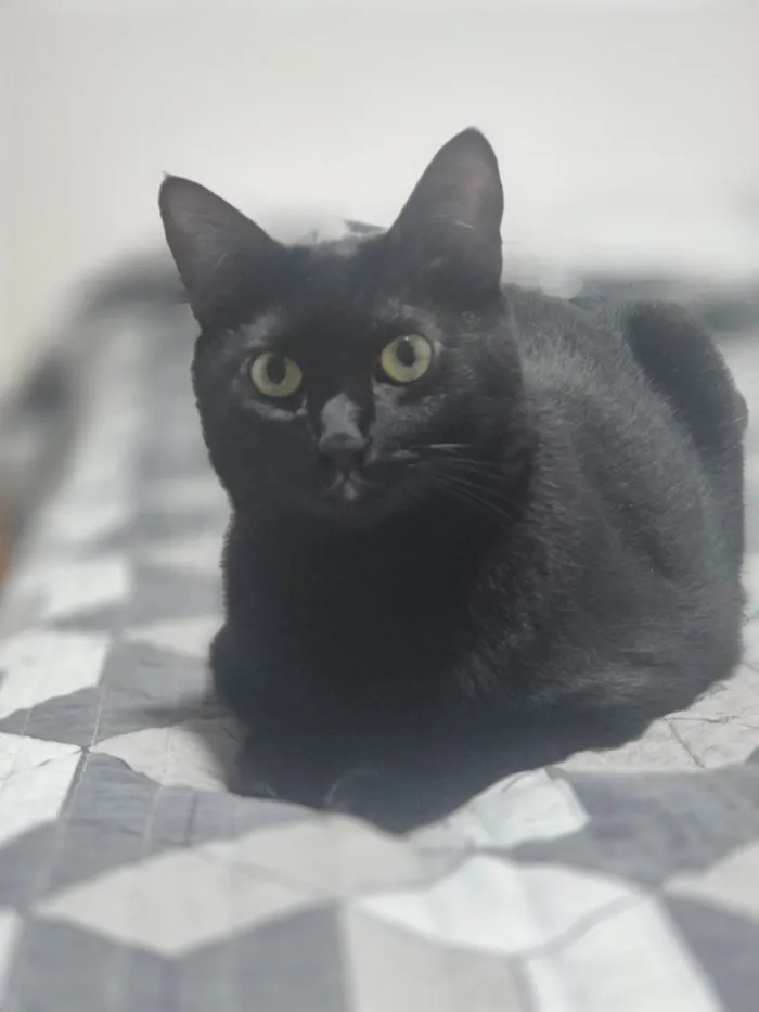 Gato raça SRD-ViraLata idade 1 ano nome Pitucha