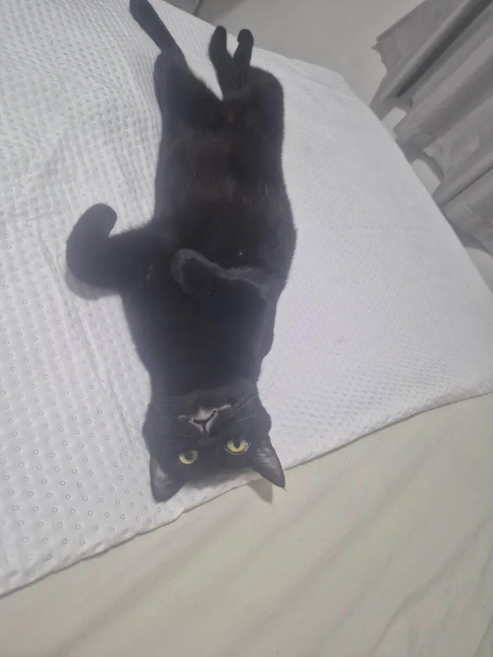 Gato raça SRD-ViraLata idade 1 ano nome Pitucha