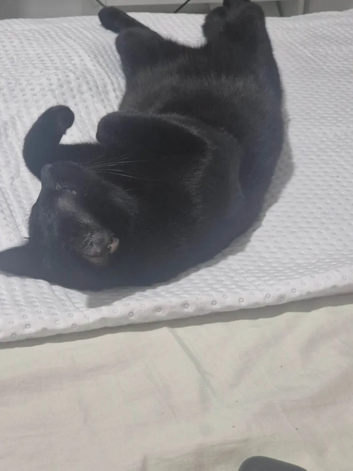 Gato raça SRD-ViraLata idade 1 ano nome Pitucha