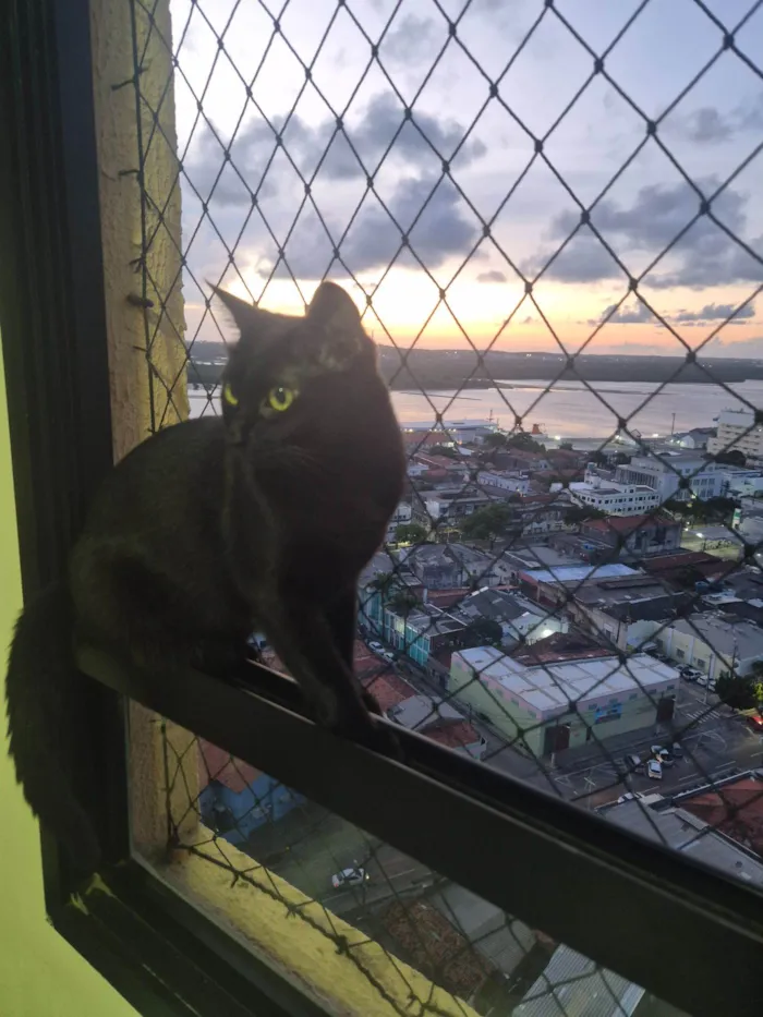 Gato raça SRD-ViraLata idade 1 ano nome Pitucha