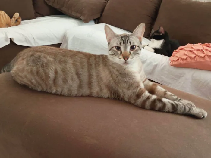 Gato raça SRD-ViraLata idade 1 ano nome Mingal