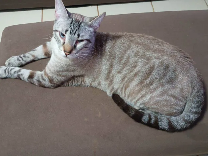 Gato raça SRD-ViraLata idade 1 ano nome Mingal