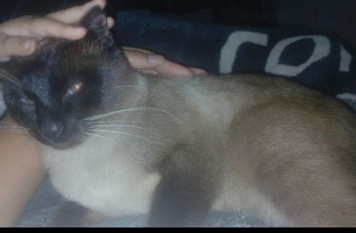 Gato raça SRD-ViraLata idade 1 ano nome Lindo ou chiquinho 