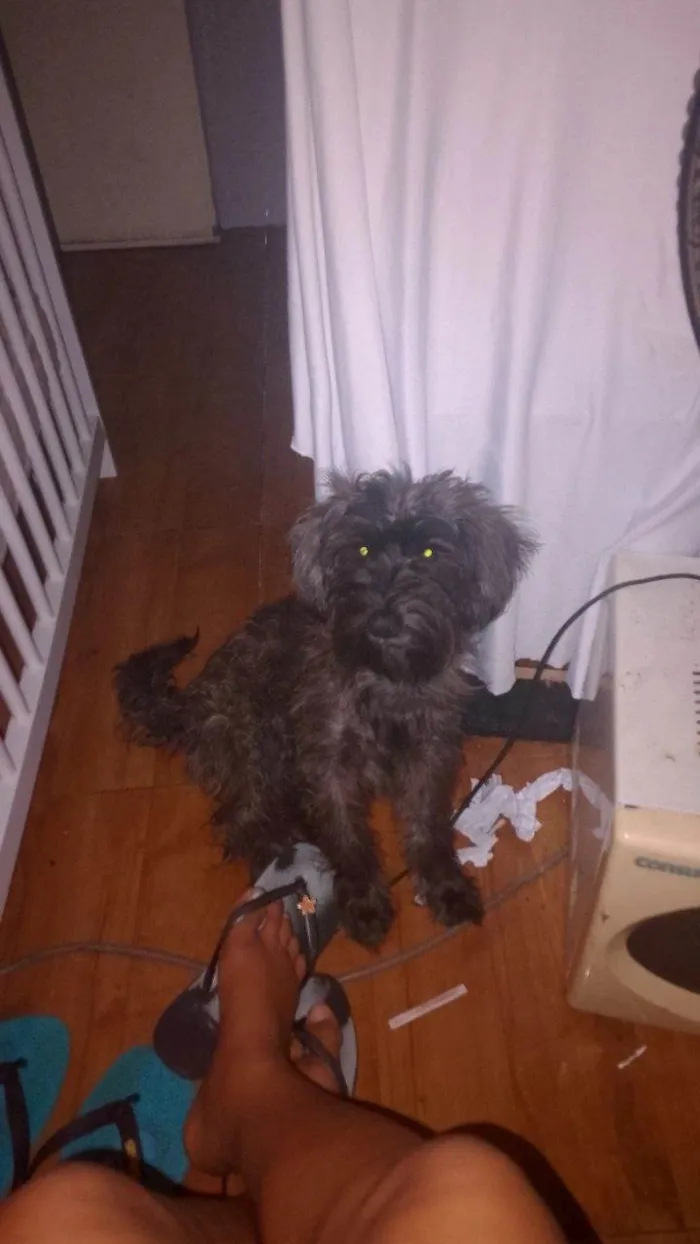 Cachorro raça Shitzu idade 7 a 11 meses nome Layla