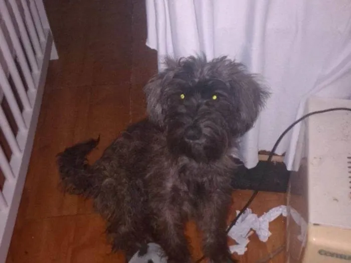 Cachorro raça Shitzu idade 7 a 11 meses nome Layla