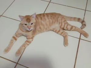 Gato raça SRD-ViraLata idade 1 ano nome Alfredo