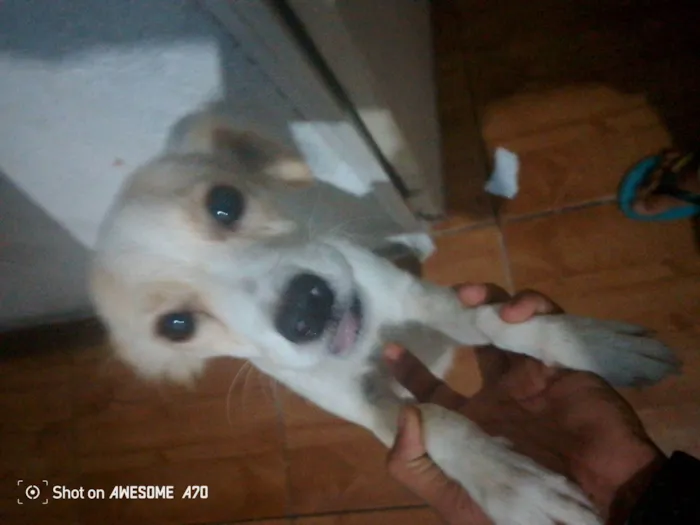 Cachorro raça SRD-ViraLata idade 7 a 11 meses nome Nina