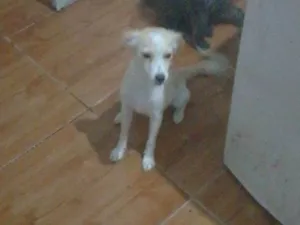 Cachorro raça SRD-ViraLata idade 7 a 11 meses nome Nina