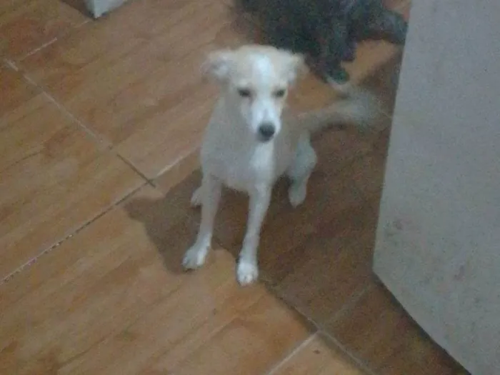 Cachorro raça SRD-ViraLata idade 7 a 11 meses nome Nina