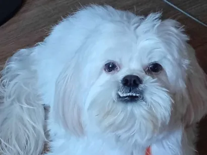 Cachorro raça Shitzu idade 3 anos nome Snow 