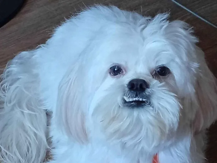 Cachorro raça Shitzu idade 3 anos nome Snow 