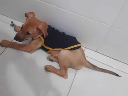 Cachorro raça SRD-ViraLata idade 2 a 6 meses nome Amabile Moreira