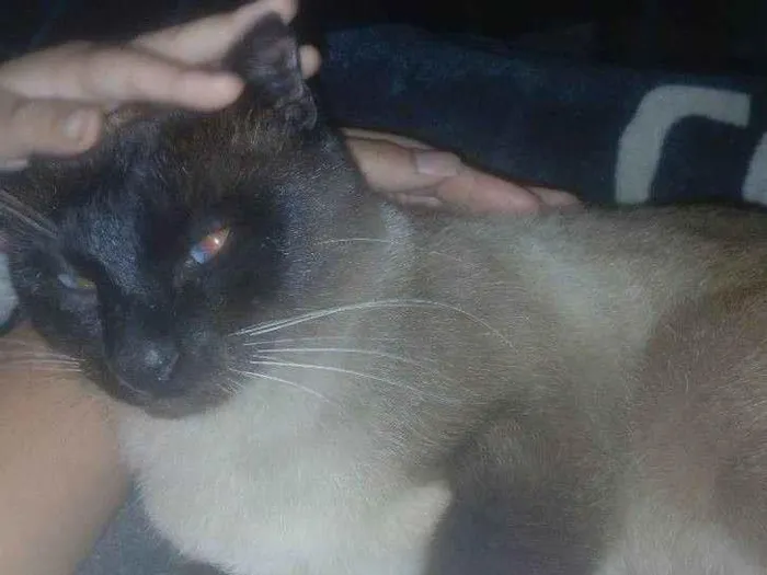 Gato raça SRD-ViraLata idade 1 ano nome Lindo ou chiquinho 