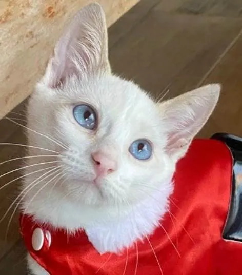 Gato raça SRD-ViraLata idade 2 a 6 meses nome Snow 