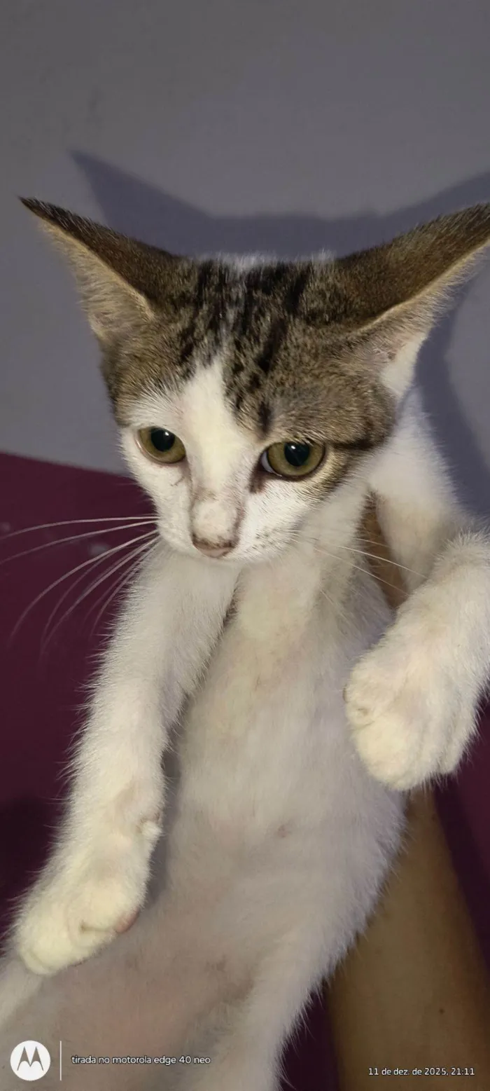 Gato raça SRD-ViraLata idade 2 a 6 meses nome Gatos