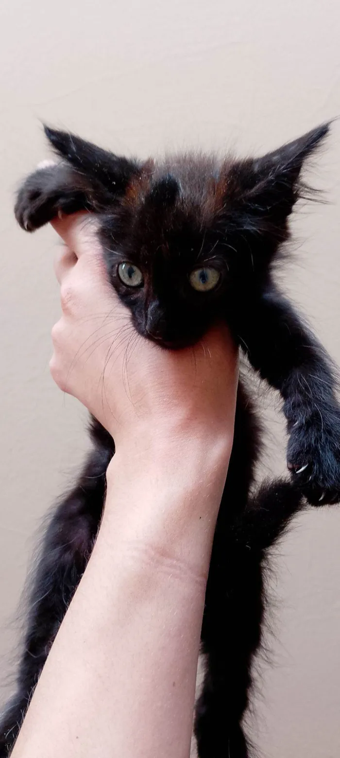 Gato raça SRD-ViraLata idade 2 a 6 meses nome Pretinho