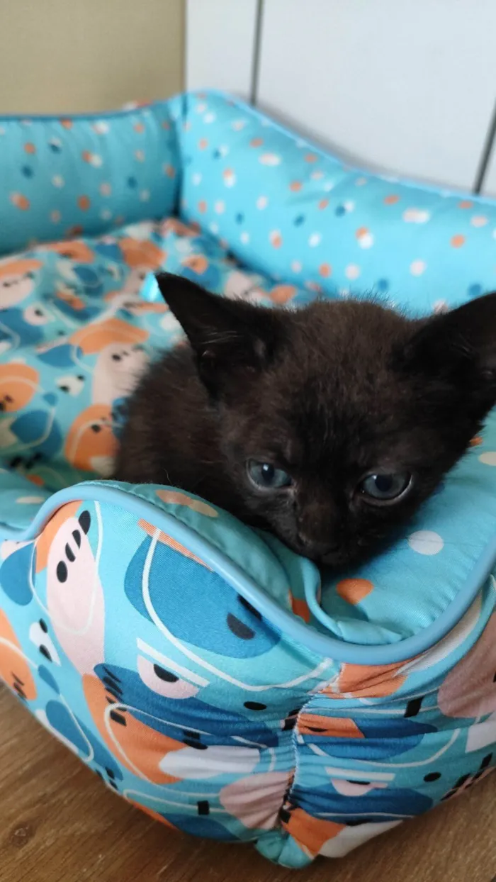 Gato raça SRD-ViraLata idade Abaixo de 2 meses nome Preta