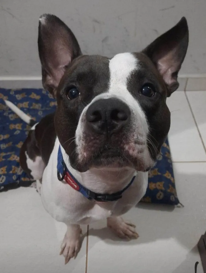 Cachorro raça Pit-Bull idade 2 anos nome Zeus 