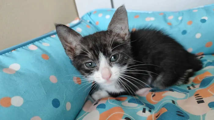 Gato raça SRD-ViraLata idade Abaixo de 2 meses nome Luna