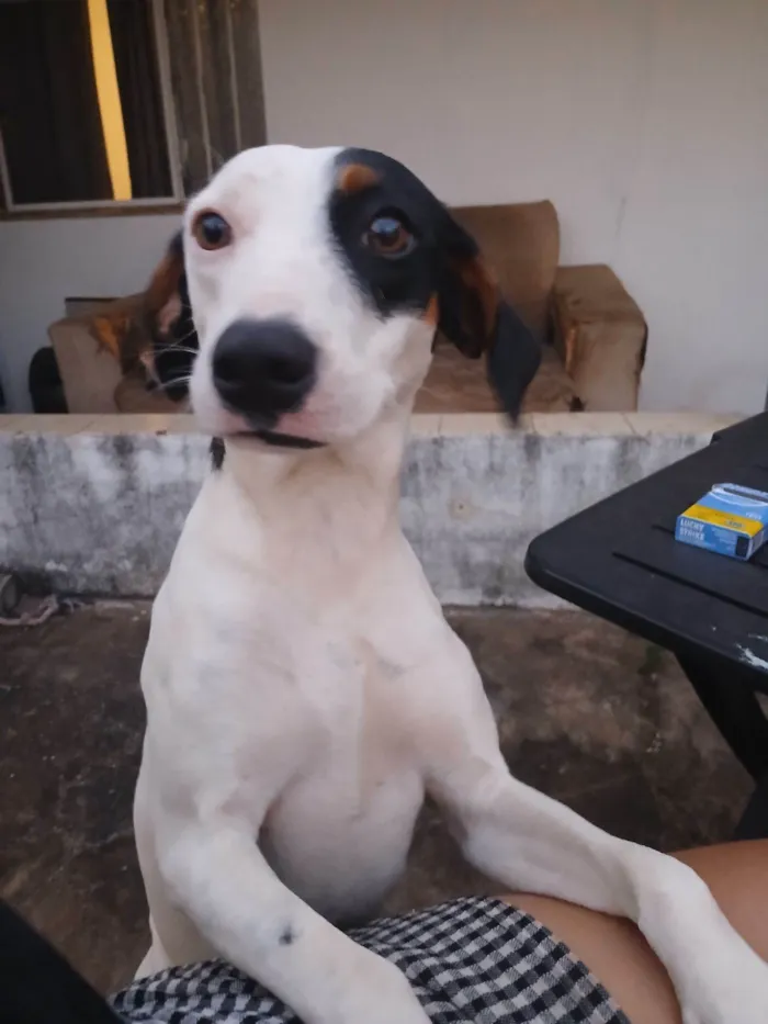 Cachorro raça SRD-ViraLata idade 7 a 11 meses nome Bandô