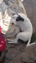 Cachorro raça SRD-ViraLata idade 7 a 11 meses nome Bandô