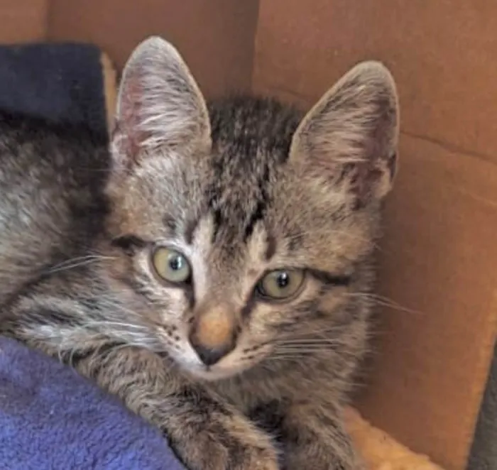 Gato raça SRD-ViraLata idade 2 a 6 meses nome Tico 