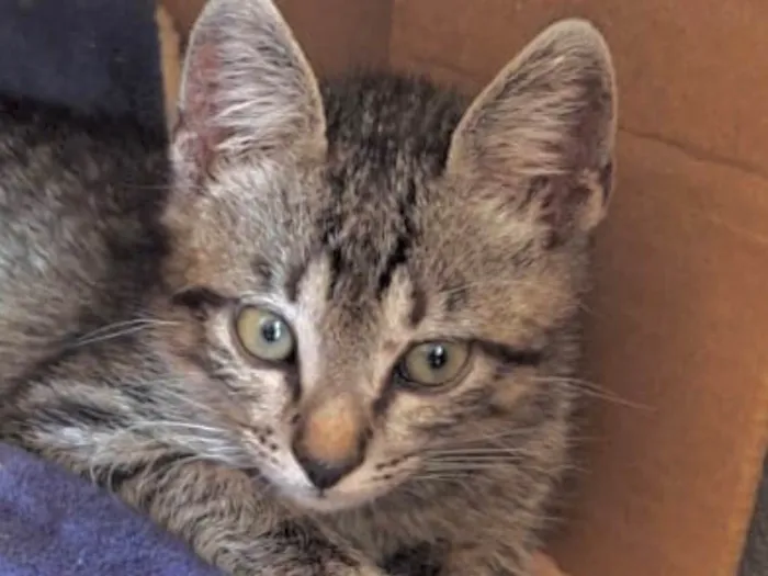 Gato raça SRD-ViraLata idade 2 a 6 meses nome Tico 