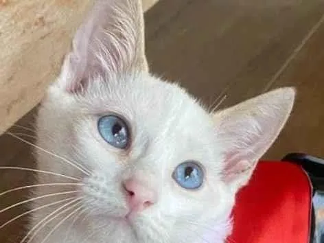 Gato raça SRD-ViraLata idade 2 a 6 meses nome Snow 