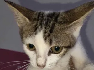 Gato raça SRD-ViraLata idade 2 a 6 meses nome Gatos