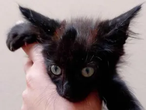 Gato raça SRD-ViraLata idade 2 a 6 meses nome Pretinho
