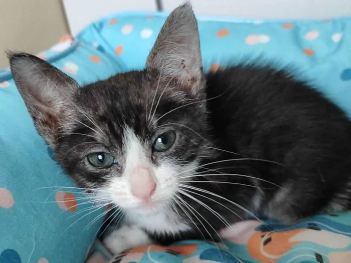 Gato raça SRD-ViraLata idade Abaixo de 2 meses nome Luna