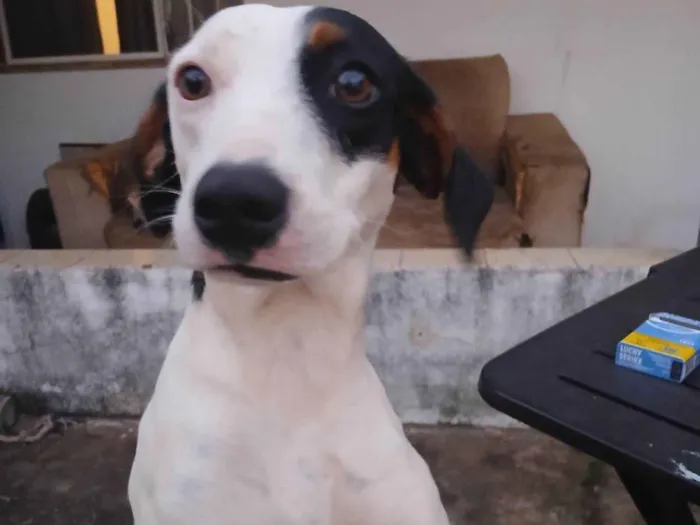 Cachorro raça SRD-ViraLata idade 7 a 11 meses nome Bandô