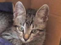 Gato raça SRD-ViraLata idade 2 a 6 meses nome Tico 