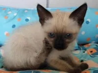 Gato raça SRD-ViraLata idade Abaixo de 2 meses nome Pudim 