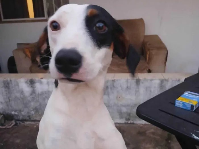 Cachorro raça SRD-ViraLata idade 1 ano nome Bandô