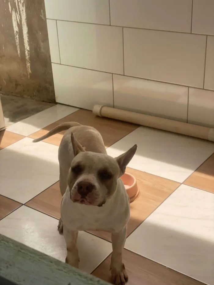 Cachorro raça Pit-Bull idade 2 anos nome Siriús 