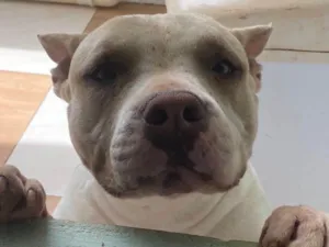 Cachorro raça Pit-Bull idade 2 anos nome Siriús 