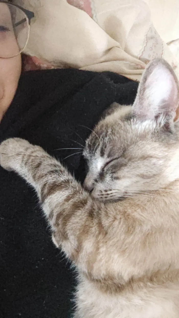 Gato raça SRD-ViraLata idade 2 anos nome Léia 