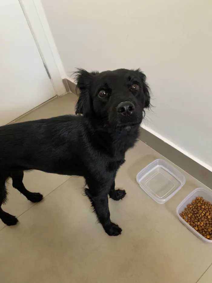 Cachorro raça SRD-ViraLata idade 1 ano nome Pantera