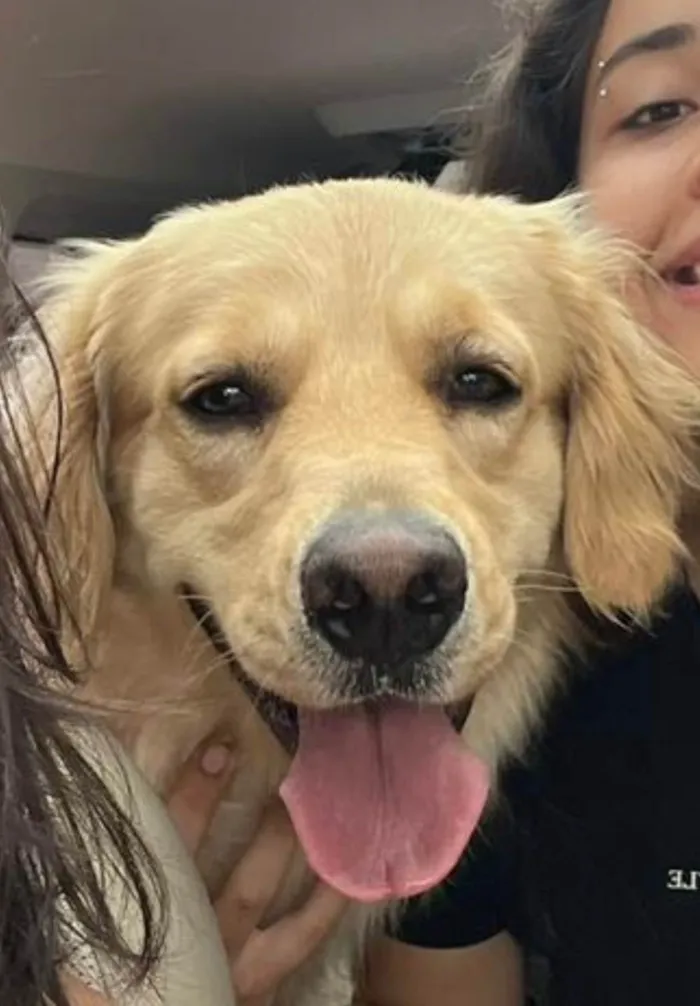 Cachorro raça Labrador idade 1 ano nome Bob 