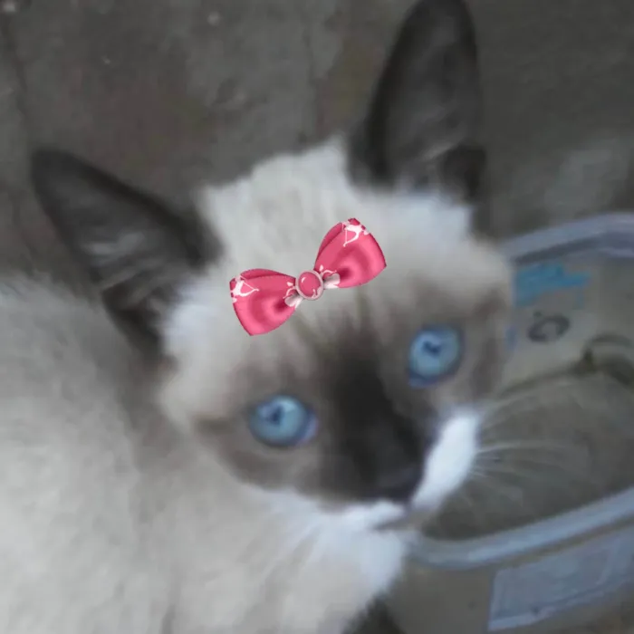 Gato raça Siamês idade 2 a 6 meses nome Pérola 