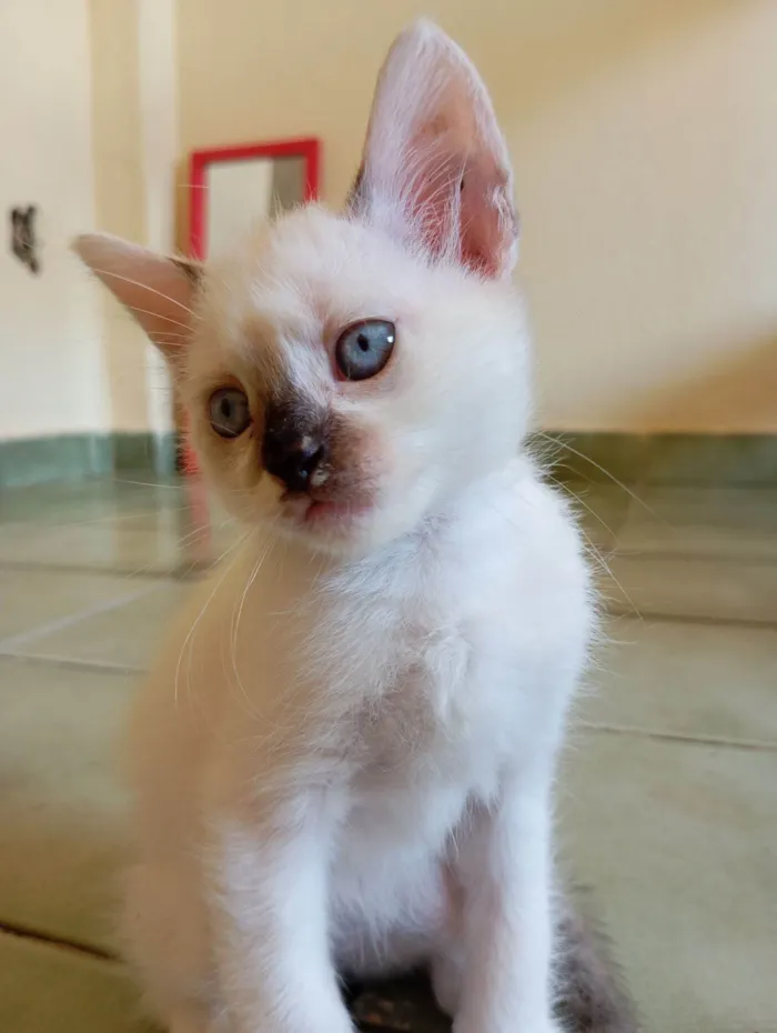Gato raça SRD-ViraLata idade Abaixo de 2 meses nome Sem nome