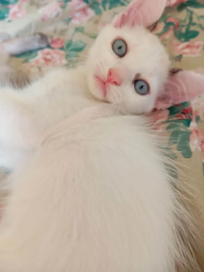 Gato raça SRD-ViraLata idade Abaixo de 2 meses nome Sem nome