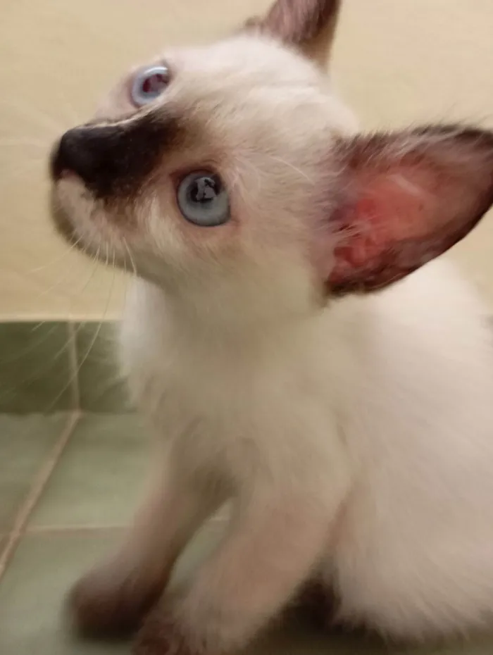 Gato raça SRD-ViraLata idade Abaixo de 2 meses nome Sem nome