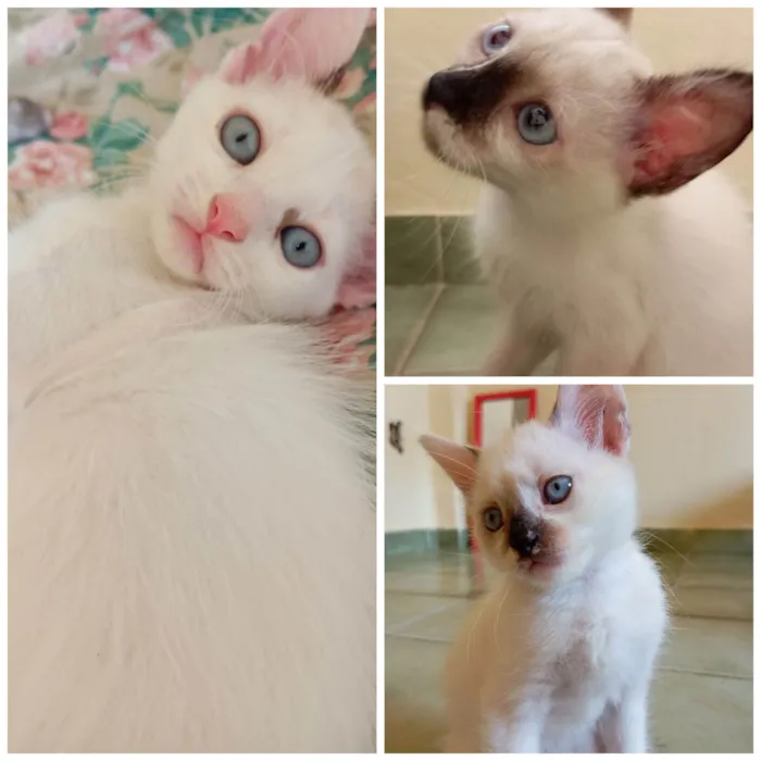 Gato raça SRD-ViraLata idade Abaixo de 2 meses nome Sem nome