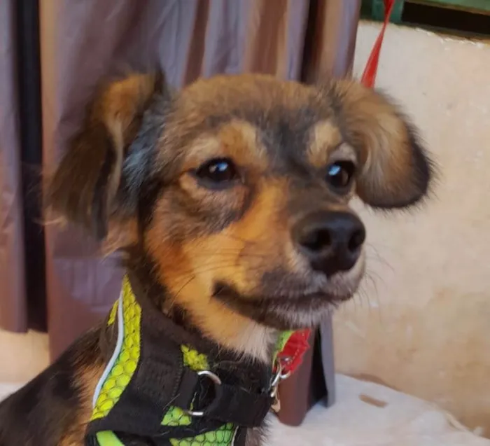 Cachorro raça SRD-ViraLata idade 7 a 11 meses nome Tody 