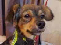 Cachorro raça SRD-ViraLata idade 7 a 11 meses nome Tody 